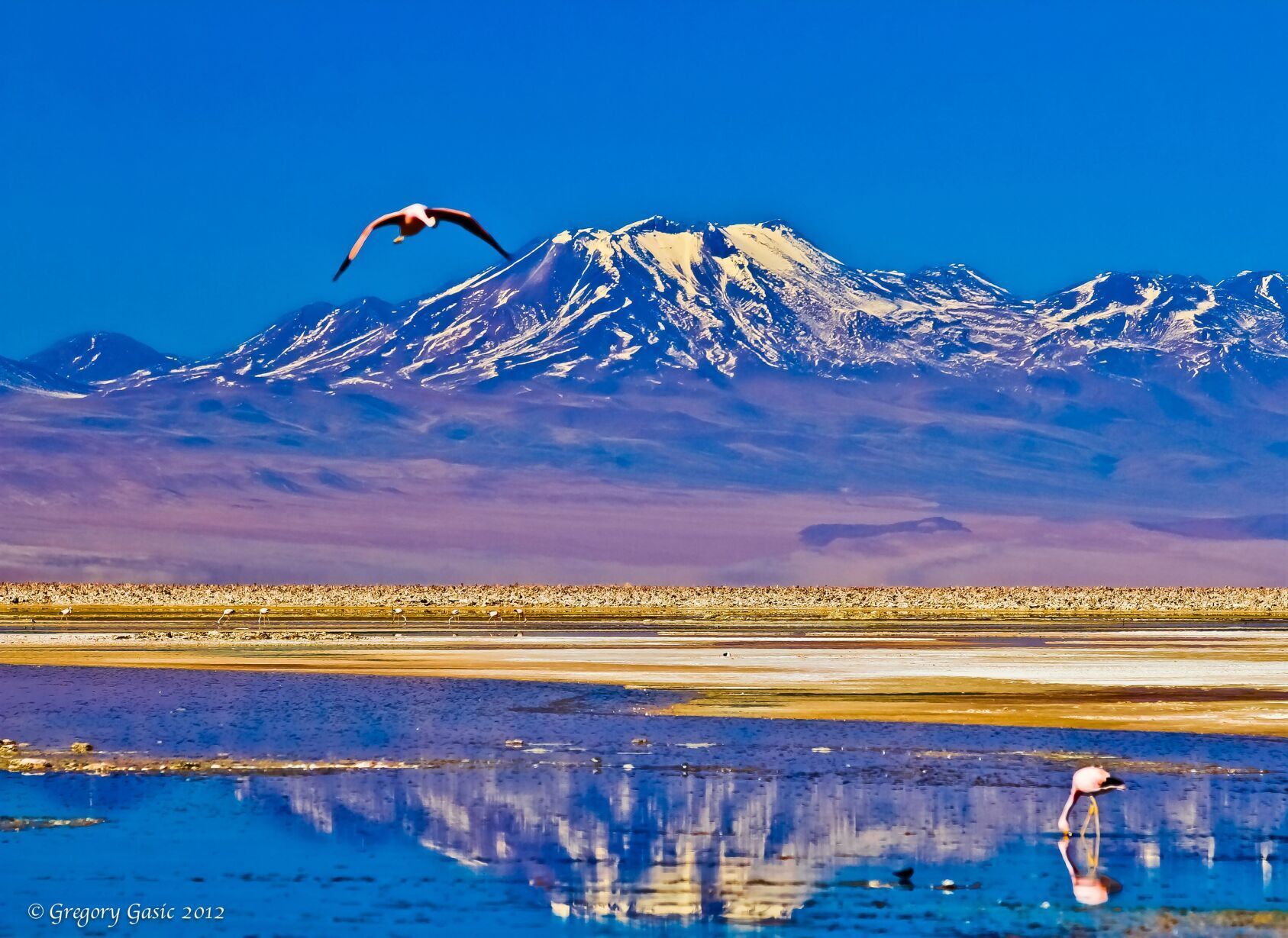 Andean Flamingos in the Salar de Atacama